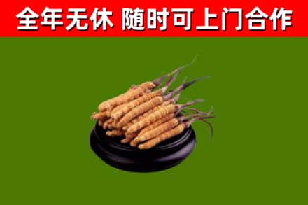 大庆回收冬虫夏草